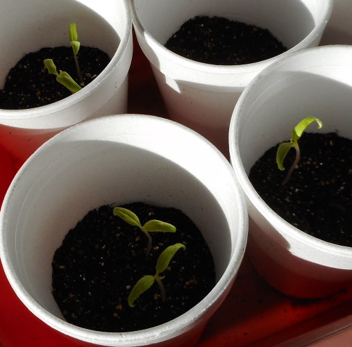 tomato plants