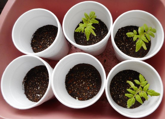 tomato plants