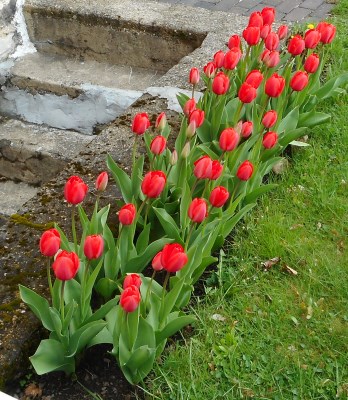 tulips