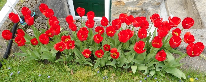 tulips