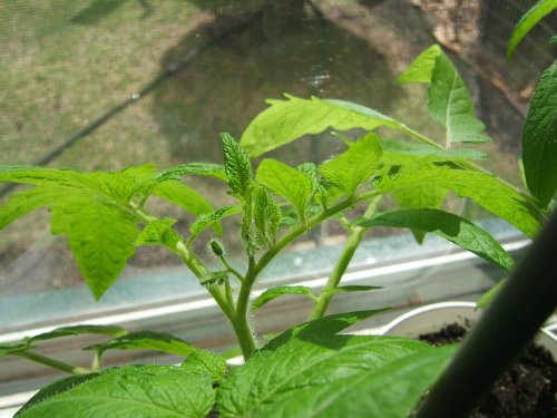 tomato plant buds