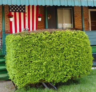 bush and flag